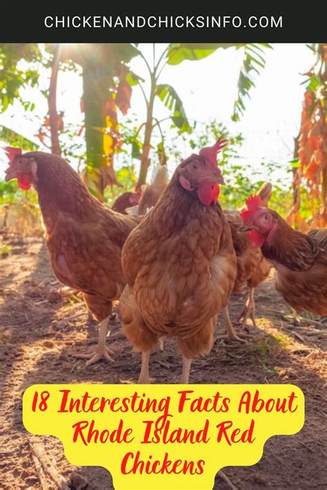 18 Interesting Facts About Rhode Island Red Chickens Chicken And Chicks Info