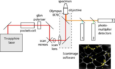 The Main Components Of The Custom Made 2 Photon Microscope Please