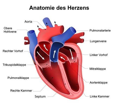 Herz Kreislauf System Karteikarten Quizlet