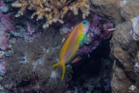 Midas Blenny Facts and Photographs | Seaunseen