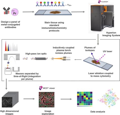 Frontiers Application Of High Throughput Imaging Mass Cytometry