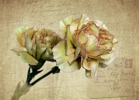 Vintage Carnations Photograph By Judy Vincent Fine Art America