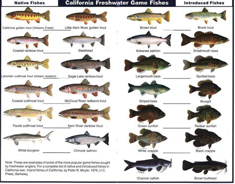 Freshwater Game Fish Species