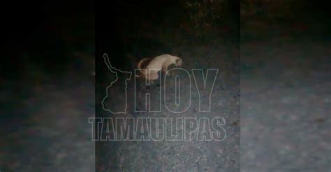 Hoy Tamaulipas Tamaulipas Alertan Por Envenenamiento De Gatos En Las