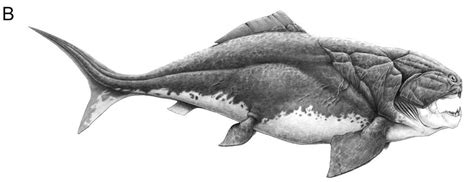 Dunkleosteus Your Guide To The Giant Armored Placoderm