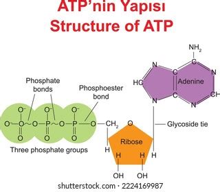 Structure Atp Educational Illustrator Stock Vector (Royalty Free ...