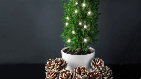 Mini Weihnachtsbaum Im Topf Ideal F R Balkon Und Terrasse Ndr De