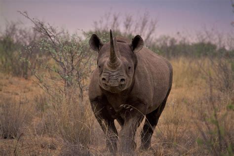 Khamab Game Reserve Archives Baby Rhino Rescue