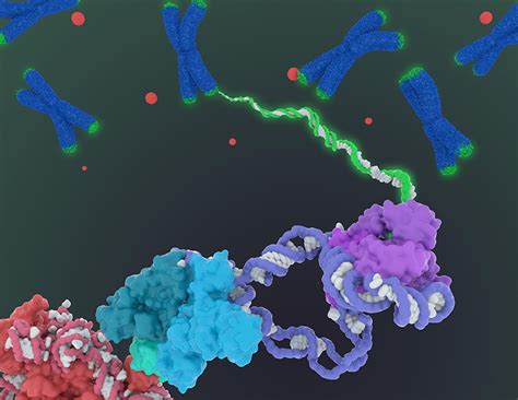 Cryo-EM Reveals Structure of Human Telomerase - Biosciences Area