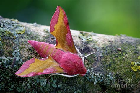 Small Elephant Hawk Moth By Heath Mcdonald Science Photo Library