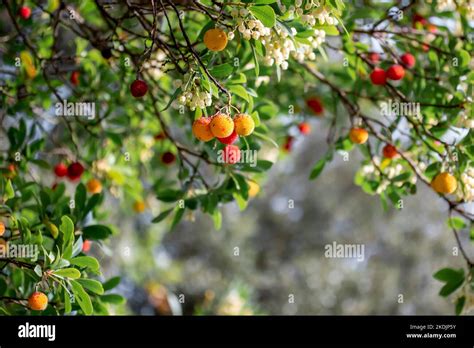 Strawberry Tree Arbutus Unedo Fruits In Autumn Gard France Stock