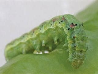 Biological bollworm control | Farmer's Weekly