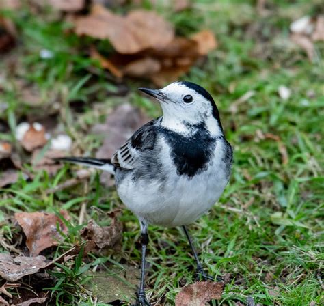 Pied Wagtail Pied Wagtail At Denny Wood New Forest Wryneck94 Flickr