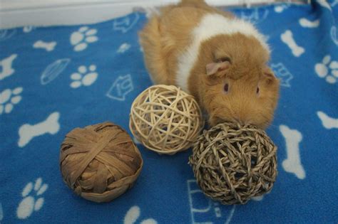 Can Guinea Pigs Chew On Sticks And Tree Branches Which Types Are Safe