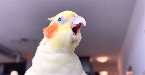 Why Does My Cockatiel Keep Yawning The Worlds Rarest Birds