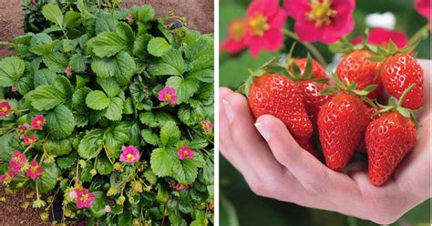 Toscana Strawberry Variety Info And Grow Guide Strawberry Plants