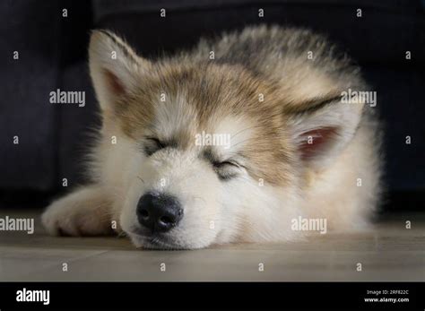 Alaskan Malamute Puppy Stock Photo Alamy