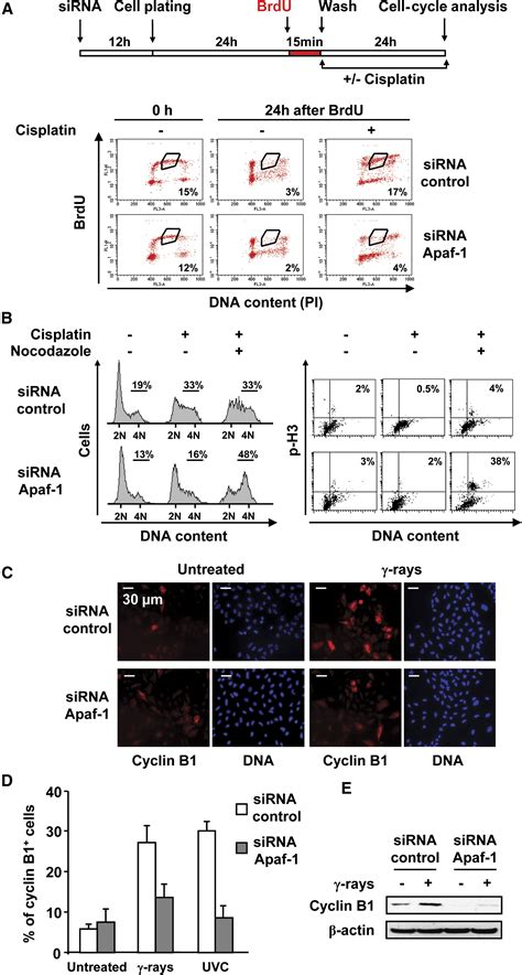 Nonapoptotic Role For Apaf 1 In The Dna Damage Checkpoint Molecular Cell