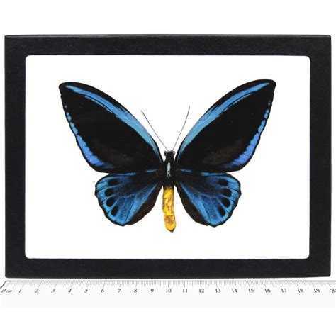 Bicbugs Ornithoptera Urvillianus Male Blue Birdwing Butterfly Solomon Islands Rare Cirs