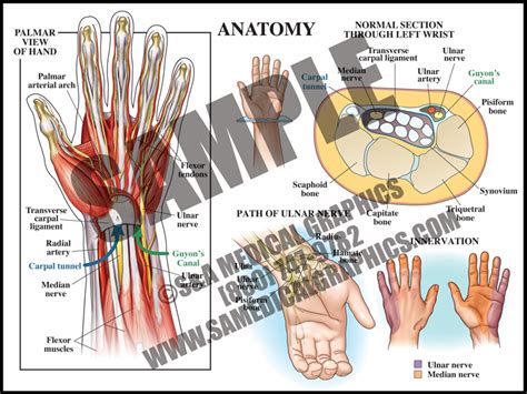 Carpal Tunnel Anatomy Sanda Medical Graphics