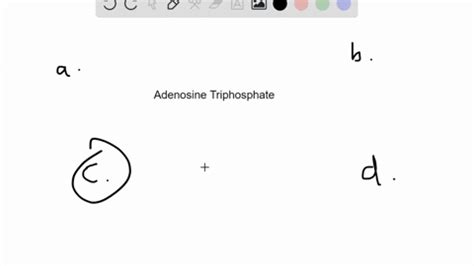 SOLVED Adenosine Triphosphate ATP Is An Important Molecule Because It