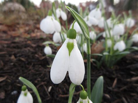 Galanthus Three Ships 30 01 2023 16 43 50 Plantaholic Sheila Flickr