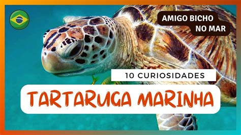 10 CURIOSIDADES SOBRE AS TARTARUGAS MARINHAS TUDO SOBRE TARTARUGAS