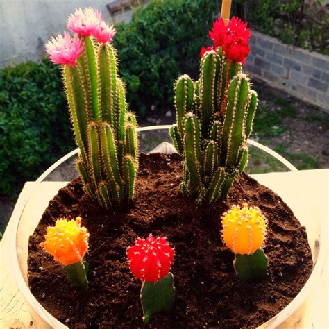 Moon Cactus Indoor Garden Tiny Desert Apartment Living Plants Colourful