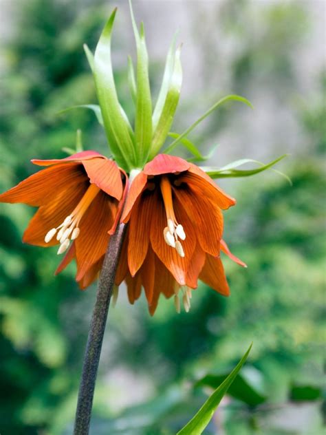 Fritillaria Care: Information On The Fritillaria Plant