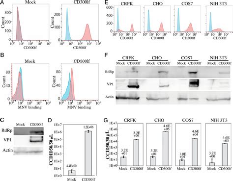 Functional Receptor Molecules CD300lf And CD300ld Within The CD300