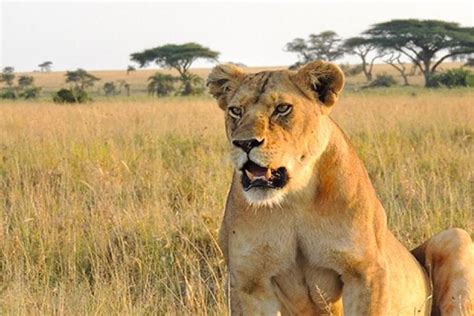 Tripadvisor 4 Tage 3 Nächte Safari Ngorongoro Serengeti zur