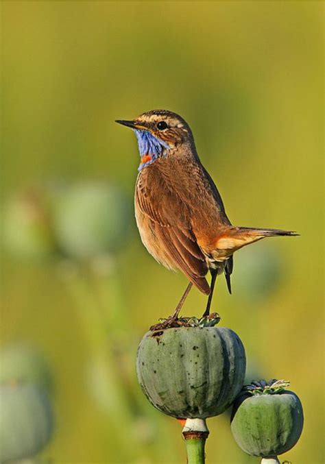 Birds In Thailand Bluethroat Passerine Bird Exotic Birds Pretty Birds