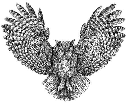 Owl Illustration Black And White Images Browse Stock