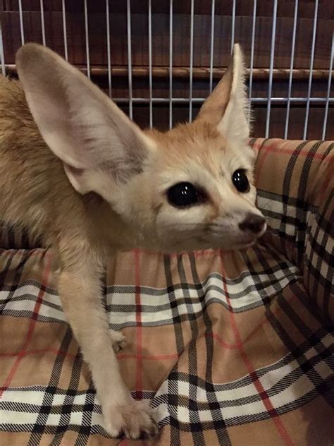 Captivating Fennec Fox Photos: Learn Surprising Facts in Our Video ...