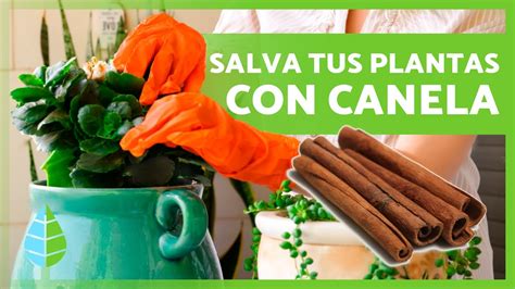 Incre Bles Usos De La Canela Para Las Plantas Beneficios De La