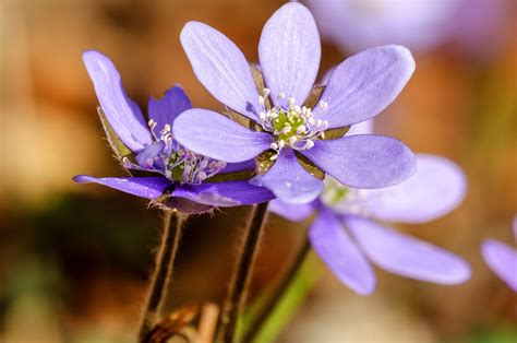 Hepatica Nobilis Leberbl Mchen Hepatica Nobilis C Flickr