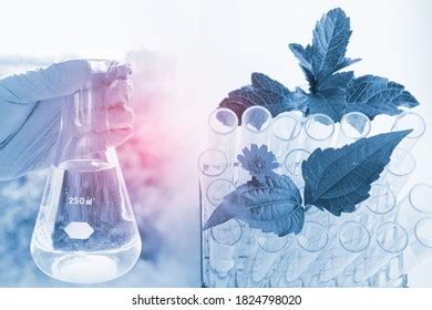 Erlenmeyer Flask Scientist Hand Test Tubes Stock Photo 1824798020 ...