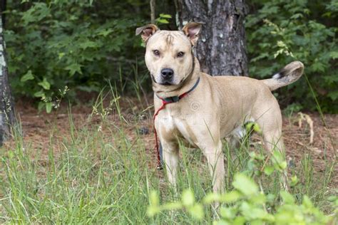 Shepherd Pitbull Mutt Dog Laying Down Outside On Leash Stock Image