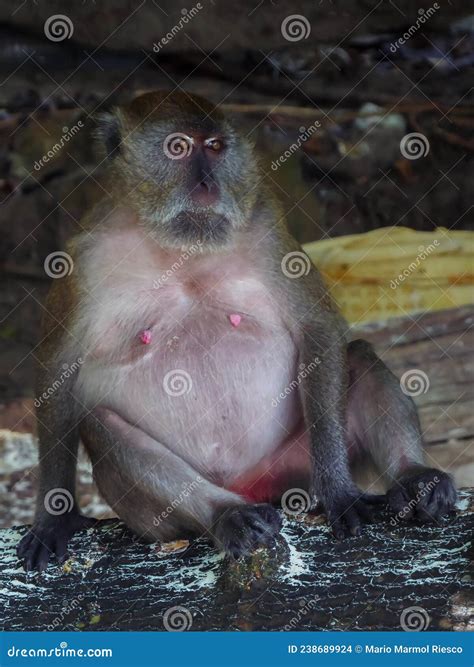 Fat Monkey Pensive and Relaxed Stock Photo - Image of pensive, closeup ...