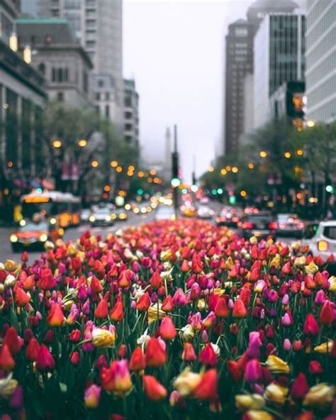 Blooms In Nyc Beautiful Flowers Beautiful Blooms Pretty Pictures