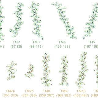 Figure Supplement Cryo Em Densities Of Tm Helices And Amphipathic