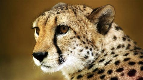 Cheetah Wallpapers HD Free Download