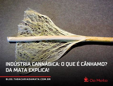 O Que C Nhamo Entenda Tudo Sobre Essa Planta Da Cannabis