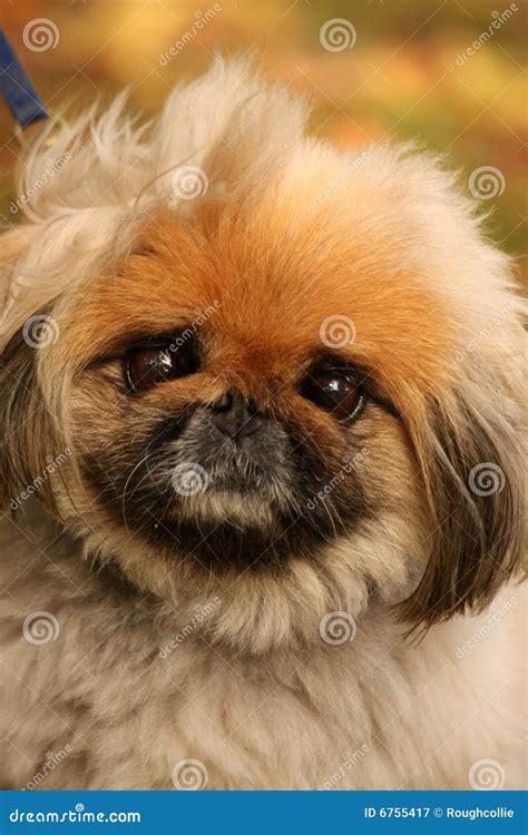 Pekingese Stock Image Image Of Golden Fluffy Eyes Portrait 6755417