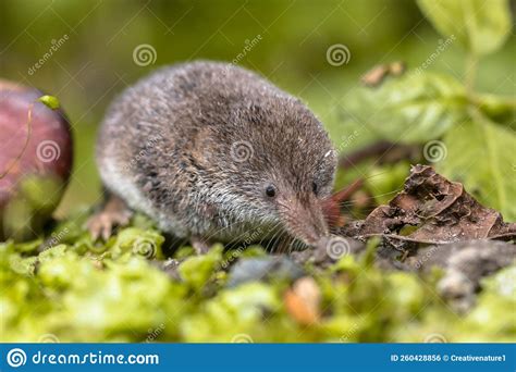 Eurasian Pygmy Shrew Natural Habitat Stock Photo Image Of Alive