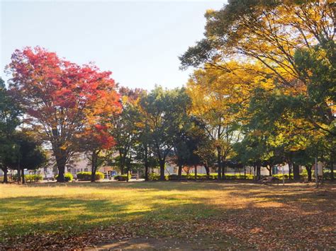 熊谷中央公園の紅葉と写真展 Yamasa空夢日記