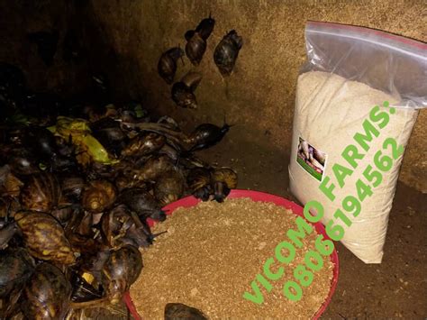 Practical Snail Farming All About Snailery Agriculture Nigeria