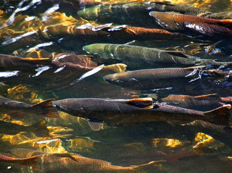 Suitable Spawning Habitat Awaits Salmon | News Release | PNNL