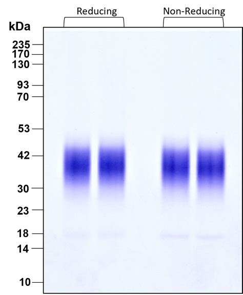 Proteintech Fgf B Endotoxin Free Recombinant Protein Human Cell