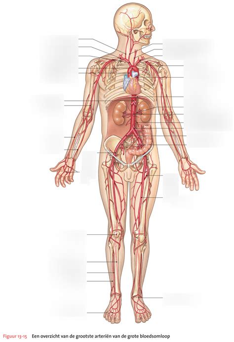 Grote bloedsomloop belangrijkste arteriën Diagram Quizlet